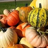 Knapton's Raspberries, Pumpkins & Orchard photo