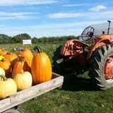 Knapton's Raspberries, Pumpkins & Orchard photo