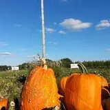 Knapton's Raspberries, Pumpkins & Orchard photo