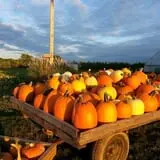 Knapton's Raspberries, Pumpkins & Orchard photo
