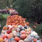 Knapton's Raspberries, Pumpkins & Orchard photo