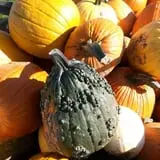 Knapton's Raspberries, Pumpkins & Orchard photo