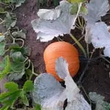 Knapton's Raspberries, Pumpkins & Orchard photo