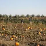 Knapton's Raspberries, Pumpkins & Orchard photo