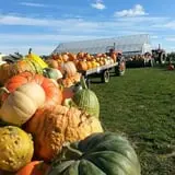 Knapton's Raspberries, Pumpkins & Orchard photo