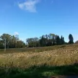 Knapton's Raspberries, Pumpkins & Orchard photo
