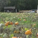 Knapton's Raspberries, Pumpkins & Orchard photo
