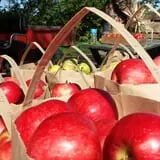 Knapton's Raspberries, Pumpkins & Orchard photo