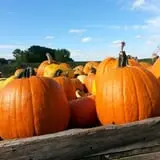Knapton's Raspberries, Pumpkins & Orchard photo