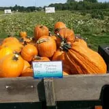 Knapton's Raspberries, Pumpkins & Orchard photo