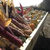 Knapton's Raspberries, Pumpkins & Orchard photo