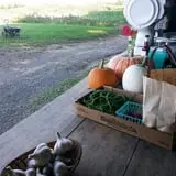 Knapton's Raspberries, Pumpkins & Orchard photo
