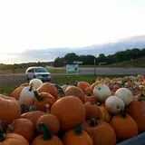 Knapton's Raspberries, Pumpkins & Orchard photo