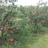 Knapton's Raspberries, Pumpkins & Orchard photo