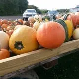 Knapton's Raspberries, Pumpkins & Orchard photo