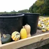 Knapton's Raspberries, Pumpkins & Orchard photo
