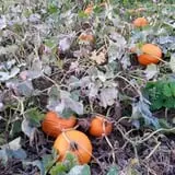 Knapton's Raspberries, Pumpkins & Orchard photo