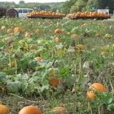 Knapton's Raspberries, Pumpkins & Orchard photo
