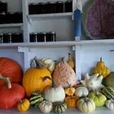 Knapton's Raspberries, Pumpkins & Orchard photo