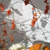 Knapton's Raspberries, Pumpkins & Orchard photo
