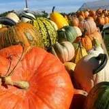 Knapton's Raspberries, Pumpkins & Orchard photo