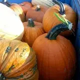 Knapton's Raspberries, Pumpkins & Orchard photo