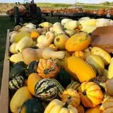 Knapton's Raspberries, Pumpkins & Orchard photo