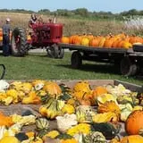 Knapton's Raspberries, Pumpkins & Orchard photo