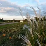 Knapton's Raspberries, Pumpkins & Orchard photo