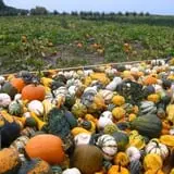 Knapton's Raspberries, Pumpkins & Orchard photo