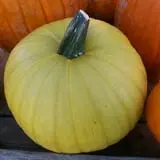 Knapton's Raspberries, Pumpkins & Orchard photo