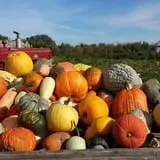 Knapton's Raspberries, Pumpkins & Orchard photo