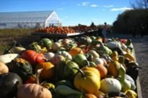 Knapton's Raspberries, Pumpkins & Orchard