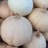 Cicero Pumkin Patch photo