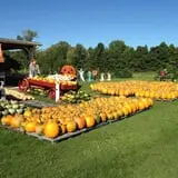 Cicero Pumkin Patch photo