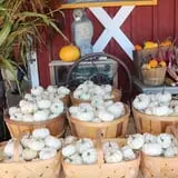 Cicero Pumkin Patch photo