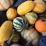 Cicero Pumkin Patch photo