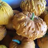 Cicero Pumkin Patch photo