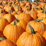 Cicero Pumkin Patch photo