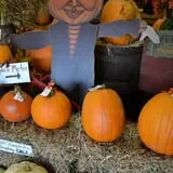 Cicero Pumkin Patch photo