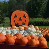 Cicero Pumkin Patch photo