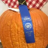 Cicero Pumkin Patch photo