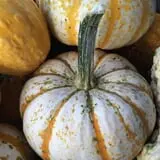 Cicero Pumkin Patch photo