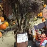 Cicero Pumkin Patch photo