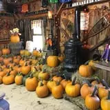 Cicero Pumkin Patch photo