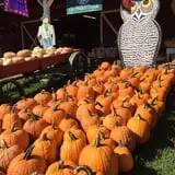 Cicero Pumkin Patch photo