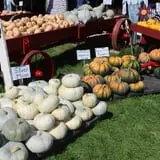 Cicero Pumkin Patch photo