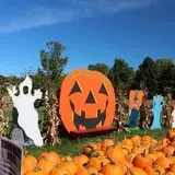 Cicero Pumkin Patch photo