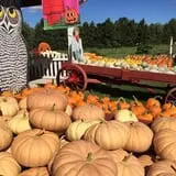 Cicero Pumkin Patch photo