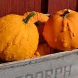 Cicero Pumkin Patch photo